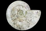 Silver Iridescent Ammonite - Madagascar #104073-1